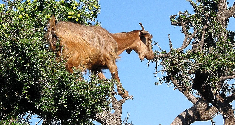 Some Interesting Facts About Goats Climbing the Trees ...